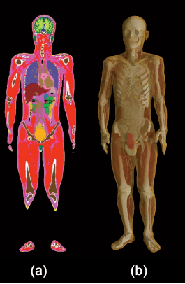 図1：　公開している日本人成人男性モデル（TARO）の(a) 断面表示、(b) 3次元表示