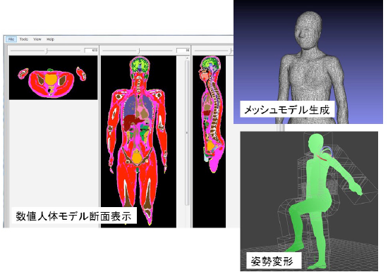 図2: 数値人体モデル用ソフトウェア(Voxel Human Anatomy Lab) 図2: 数値人体モデル用ソフトウェア(Voxel Human Anatomy Lab)