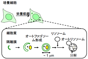 オートファジーの概念図