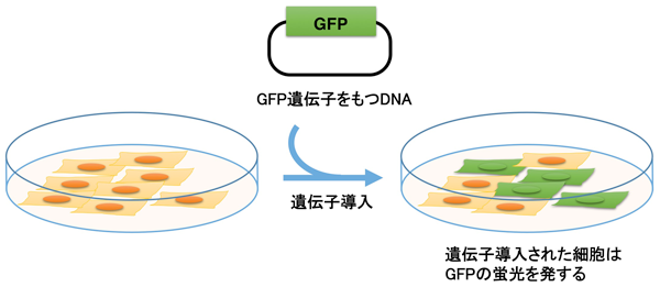遺伝子導入の概念図