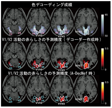 低次視覚野以外の領域の関与の定量化