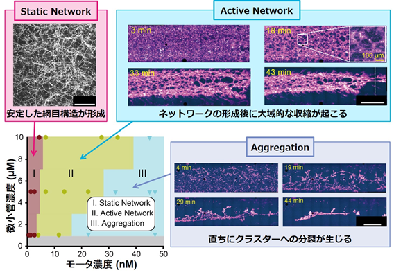 図2 様々な比で混合した微小管とキネシンが創り出すネットワーク構造の相図 図2 様々な比で混合した微小管とキネシンが創り出すネットワーク構造の相図