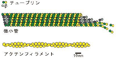 図3 細胞骨格を構成する主なタンパク質フィラメントである微小管とアクチン