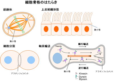 図4 細胞に見られる様々な細胞骨格の例