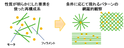 図5 微小管とタンパク質モータの混合によって創出される構造の網羅的検索