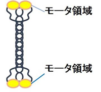 図6 キネシン-5の分子構造の模式図 図6 キネシン-5の分子構造の模式図