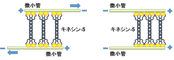 図7. キネシン-5と微小管との相互作用の形態