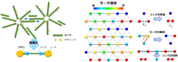 図8 数理モデル構築のための、微小管-キネシンネットワークの粗視化とノードとリンクへのダイナミクスの導入 図8 数理モデル構築のための、微小管-キネシンネットワークの粗視化とノードとリンクへのダイナミクスの導入
