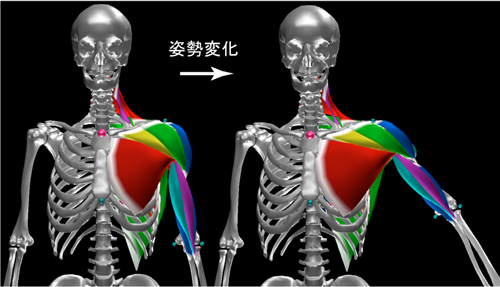 図3　姿勢に応じた筋肉の変形