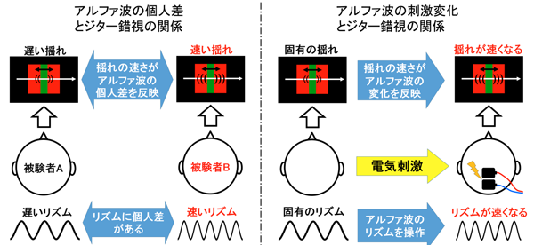 アルファ波の個人差とジター錯視の関係 アルファ波の刺激変化とジター錯視の関係 アルファ波の個人差とジター錯視の関係 アルファ波の刺激変化とジター錯視の関係