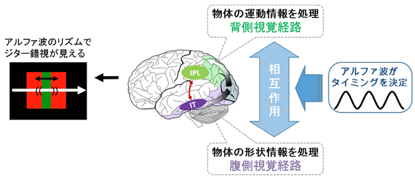 図2:アルファ波の機能的役割についての説明 図2:アルファ波の機能的役割についての説明