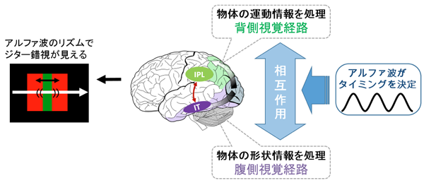 図2：アルファ波の機能的役割についての説明