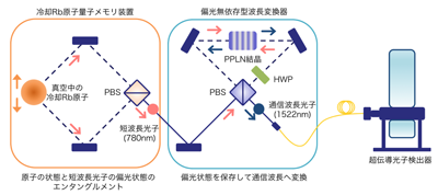図1 原子と通信波長光子の量子ネットワークの概要