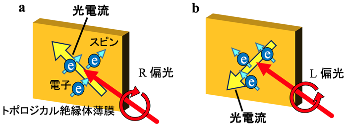 トポロジカル絶縁体中のスピン電流の光制御実証に成功！