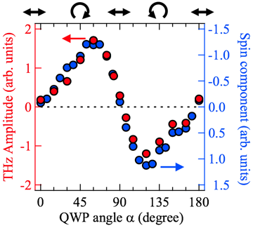 図3：赤丸は、照射光の偏光の楕円率に対するx方向のテラヘルツ波の振幅（すなわちx方向の光電流の大きさ）の変化を表します。青丸は、同様に照射光の偏光の楕円率に対する光電流のy方向のスピン偏極の大きさを表します。照射光の偏光の楕円率は、λ/4板を回転させることにより、変えることができます。今回用いた光学配置では、照射光の偏光はλ/4板の回転角が0°でp偏光、45°でR偏光、90°でp偏光、135°でL偏光、180°でp偏光であり、それ以外の角度では楕円偏光となります。　