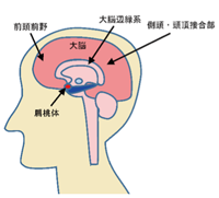 図4　脳部位の相対関係