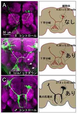 図2 mALと呼ばれる脳細胞の性差 図2 mALと呼ばれる脳細胞の性差