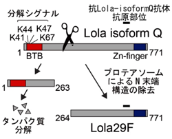 図3 ローラQ・タンパク質は、分解酵素で刈り込まれて、メス特有のローラ29Fになる。