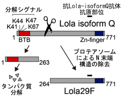 図3 ローラQ・タンパク質は、分解酵素で刈り込まれて、メス特有のローラ29Fになる。 図3 ローラQ・タンパク質は、分解酵素で刈り込まれて、メス特有のローラ29Fになる。