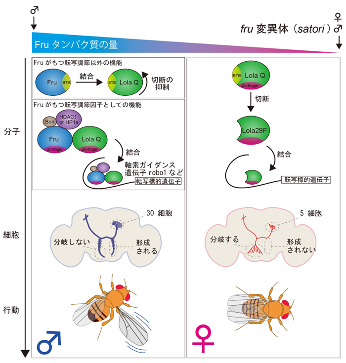 図4 フルートレスとローラが協力的に働いて脳と行動を「オス型」「メス型」へと導く機構の模式図 図4 フルートレスとローラが協力的に働いて脳と行動を「オス型」「メス型」へと導く機構の模式図