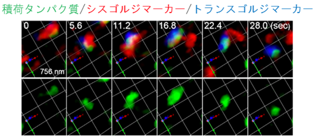 図 積荷タンパク質は、槽内に形成されるゾーンを移動しながら成熟する槽に保持されて輸送される