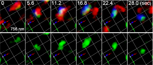 図1 積荷タンパク質を保持したゴルジ体が成熟する様子