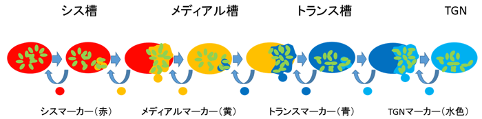 図3 積荷タンパク質のゴルジ体内輸送モデル