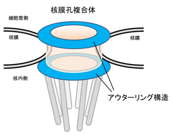 図1 核膜孔複合体とアウターリングの模式図 図1 核膜孔複合体とアウターリングの模式図