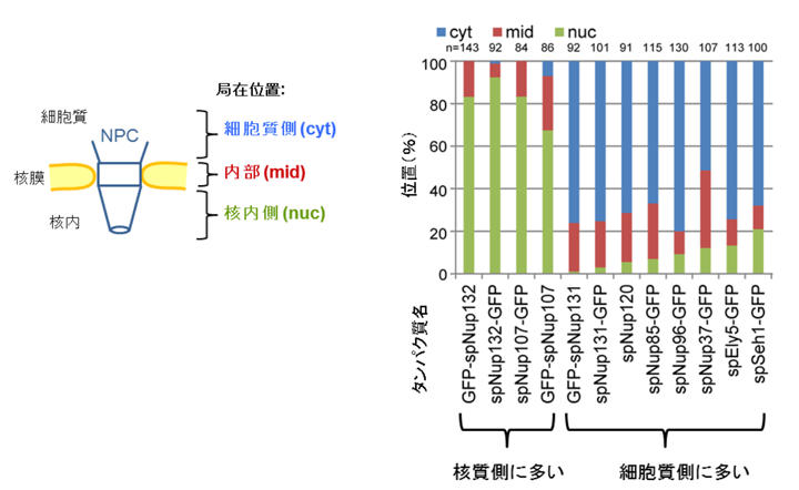 図3　分裂酵母の核膜孔複合体タンパク質の局在解析