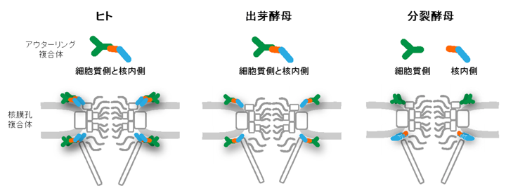 図4　ヒト、出芽酵母、分裂酵母の核膜孔複合体のモデル図