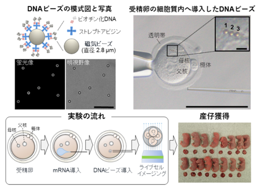 左上：DNAビーズの模式図およびDNAビーズをヘキスト染色した蛍光像（白:DNA）と明視野像。スケールバー = 25 μm。  右上：マイクロインジェクション法により受精卵の細胞質内へ導入されたDNAビーズの写真。スケールバー = 100 μm; 5 μm（拡大：右上）。  左下：実験の流れ。受精卵の細胞質内に蛍光タンパク質をコードするｍRNAを導入した。続いて細胞質内にDNAビーズを導入し、経時的に観察を行った。  右下：DNAビーズを導入した受精卵を仮親に移植して得られた産仔の写真。