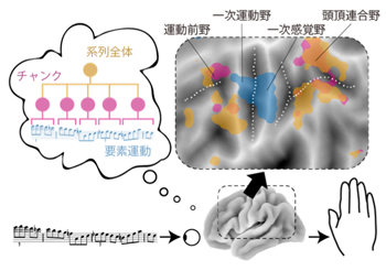 図1 脳は階層的に系列運動を表現・実行する