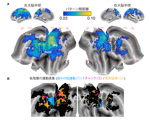 図2 系列運動の脳内運動情報地図