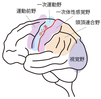 図4 脳領域の略図 図4 脳領域の略図