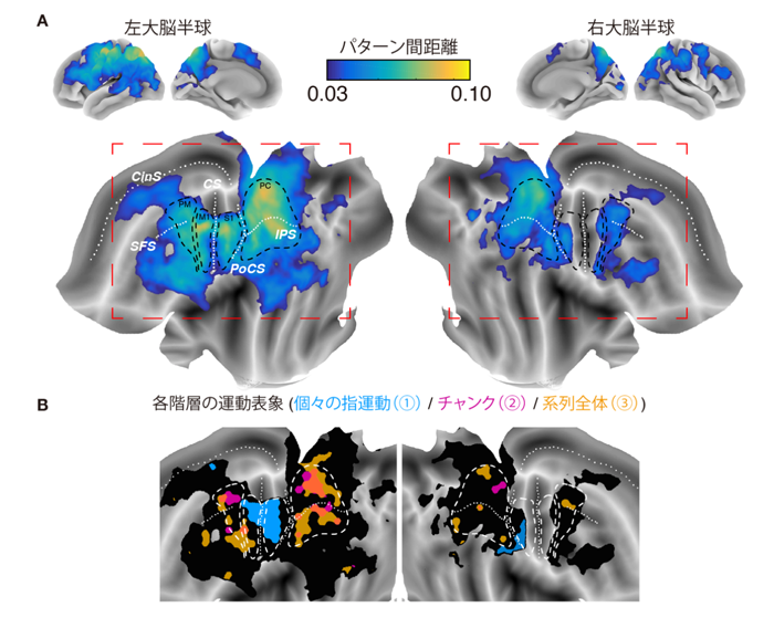 図2 系列運動の脳内運動情報地図（再掲）