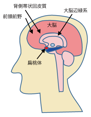 図3 背側帯状回の相対的位置 図3 背側帯状回の相対的位置
