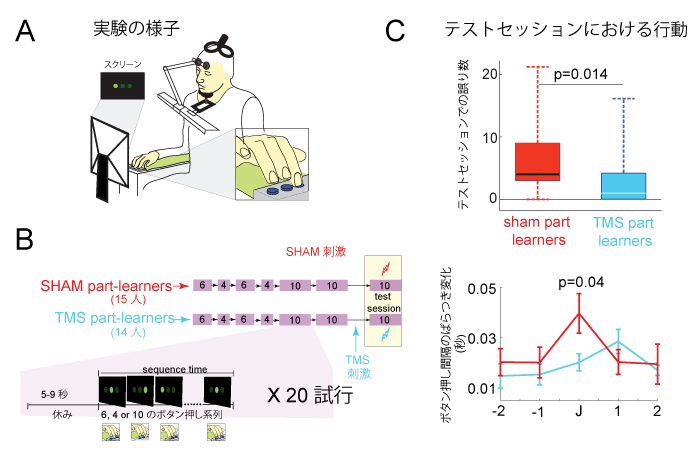 図7　実験3（TMS実験）の内容と結果