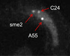 図2  Smpタンパク質（白い点）が、sme2領域及び新たに発見した高度に対合する染色体領域A55領域とC24領域に集積する様子