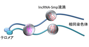 図3  LLPSで形成された長鎖非コードRNA（lncRNA）とSmpタンパク質の液滴によって相同染色体の相互認識が果たされる