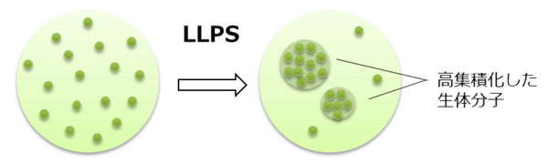 液‐液相分離の原理の模式図