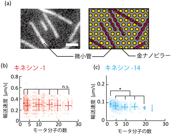 等間隔に並べたキネシン分子による、キネシンの協調性の評価（a）パターニングしたキネシン上で運動する微小管の蛍光観察像（左）、および模式図（右）