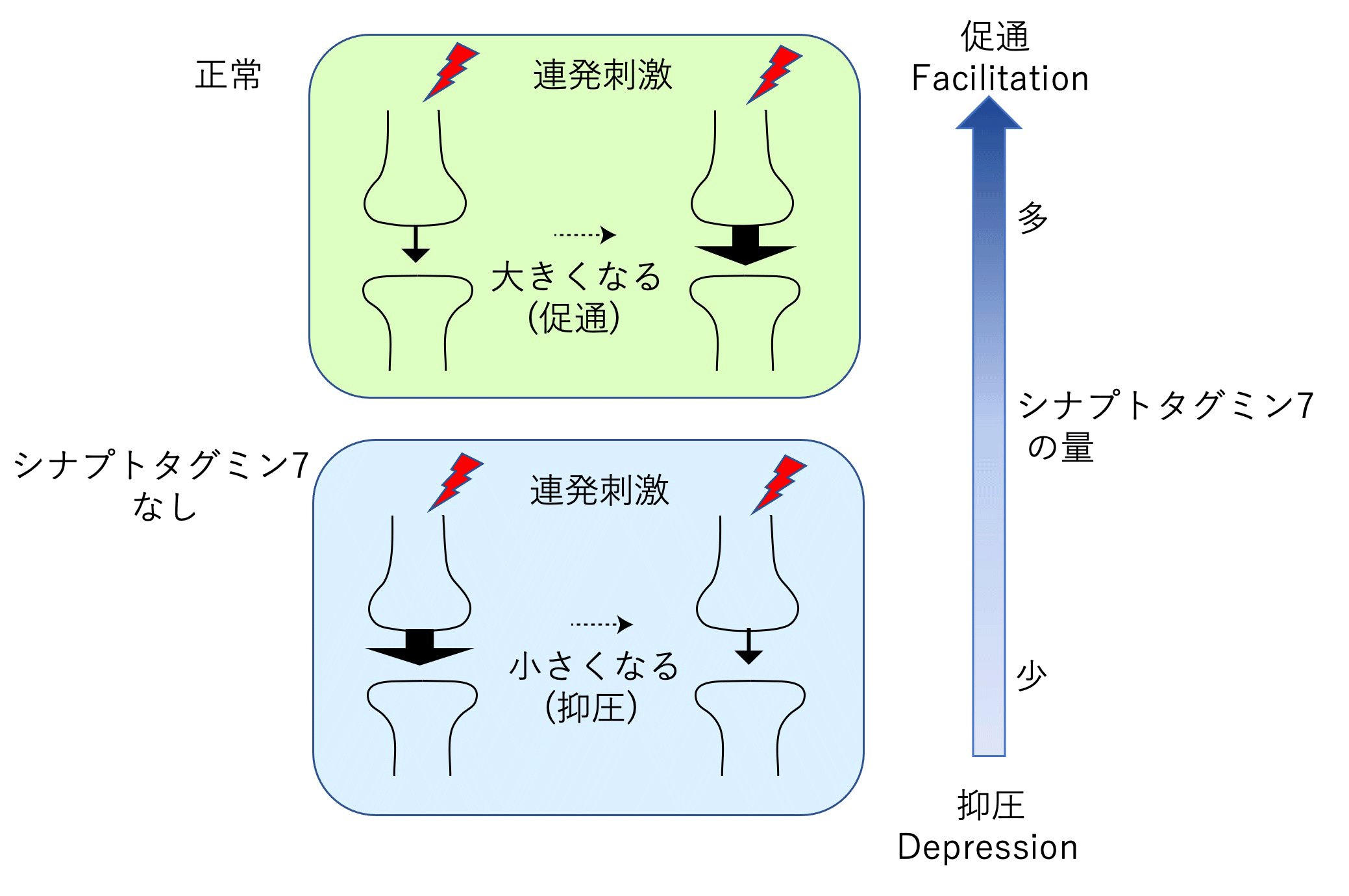 メカニズム 記憶 の 脳とは「記憶そのもの」だった──「記憶のメカニズム」の詳細が明らかに