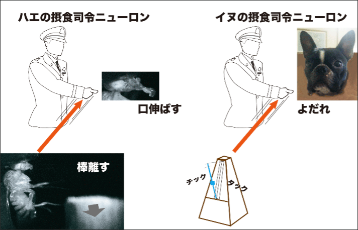 パブロフ条件反射の正体を発見 21年 Nict 情報通信研究機構