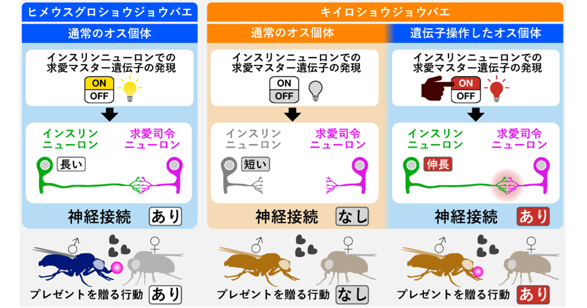 プロポーズの流儀を決める遺伝子と脳のスイッチを解明