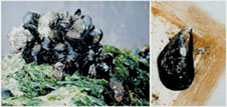 $B?^(J1$B!!4d$K8GCe$7$F@83h$9$kB??t$N%`%i%5%-%$%,%$!J:8!K$H!