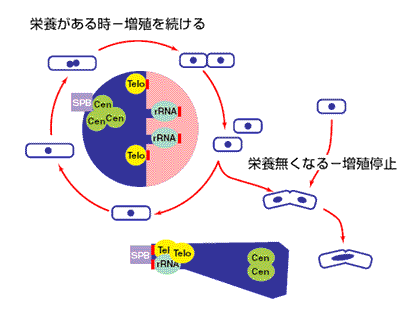 図2 分裂酵母の染色体配置