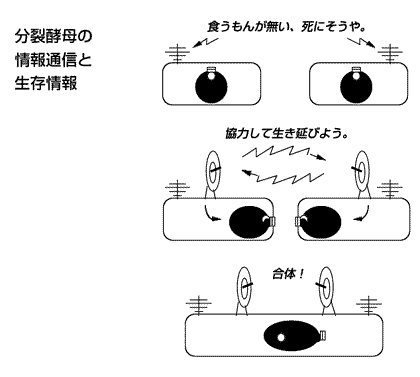 図3 分裂酵母の情報のやりとり