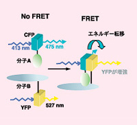 図5 FRETの模式図分