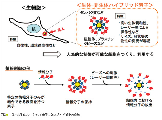 図2●生体−非生体ハイブリッド素子を組み込んだ細胞の創製