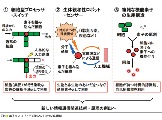 図4●素子を組み込んだ細胞の将来的な応用例